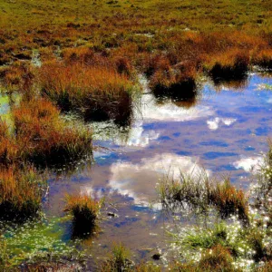 Wir sind „Ramsar CEPA Focal Point for Germany“