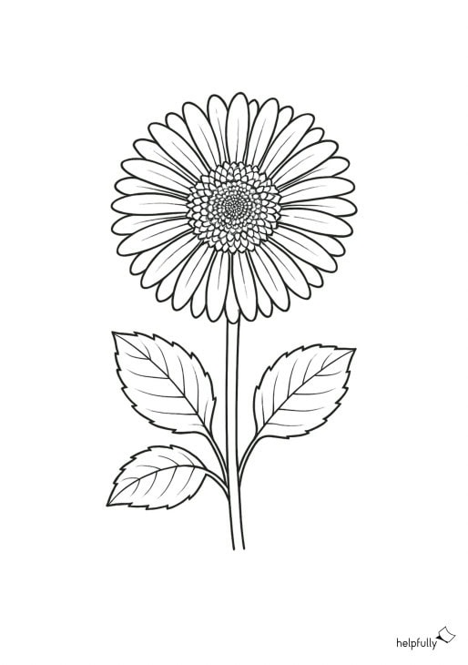 Gerbera Blume zum Ausdrucken und Ausmalen