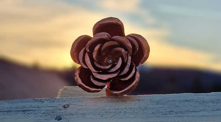 Braune Blume mit dicken Blütenblättern auf Holzoberfläche, unscharfer Himmel im Hintergrund.