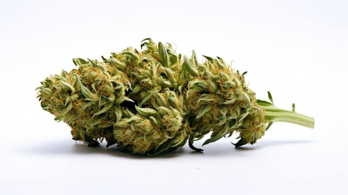 Fresh Clemendo cannabis buds for premium quality and flavor.