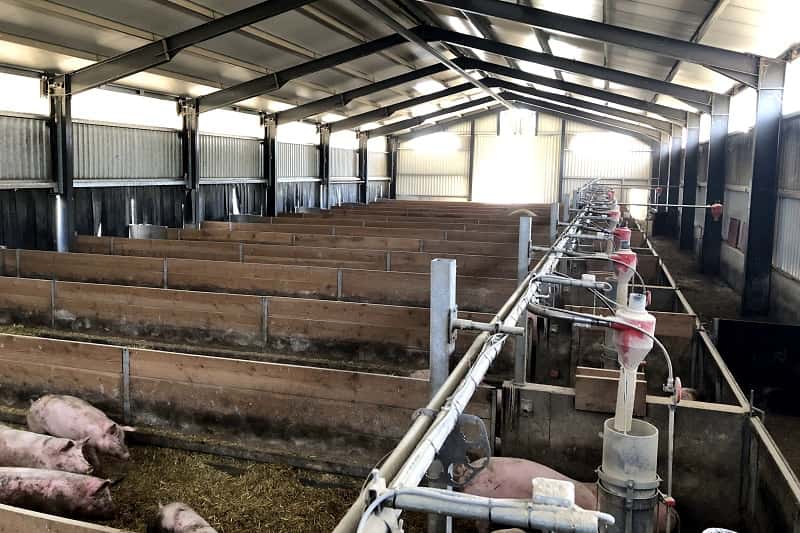 Schweinmaststall Innenansicht Stallgebäude, Schweinemaststall von ELF, Innenansicht, Boxen, Schweine