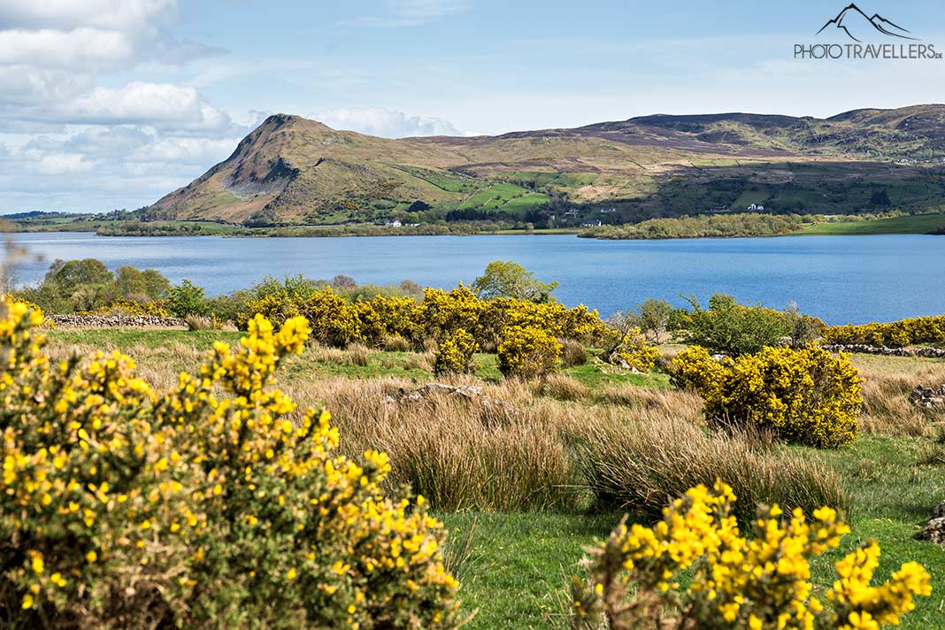 Gelber Ginster am See Lough Mask, Irland