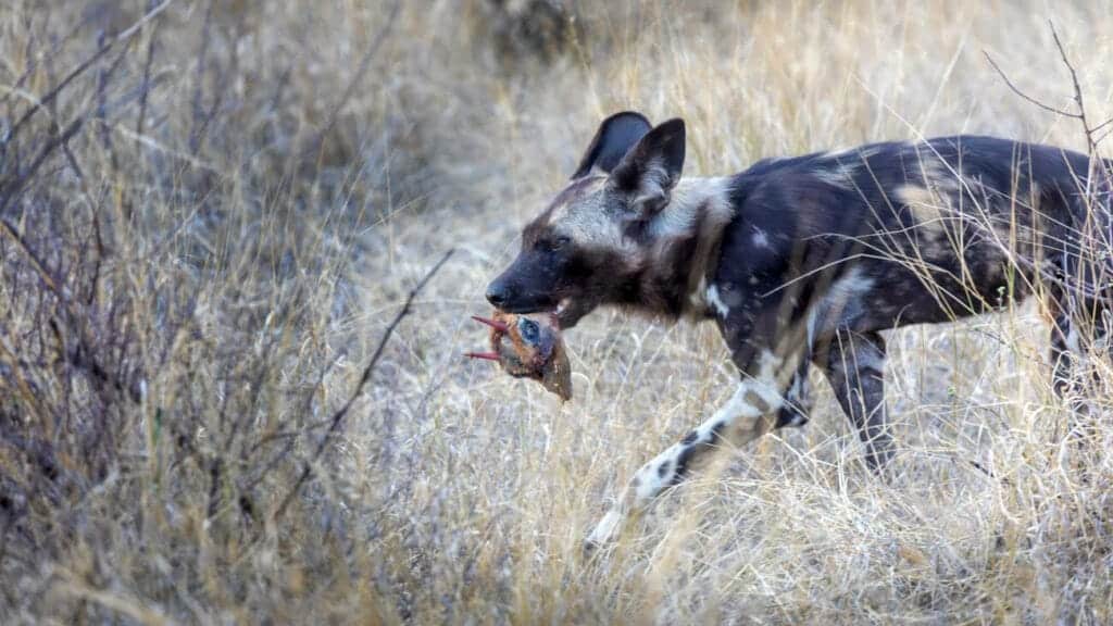 Painted Wolf - Skilled Predator African wild dog carrying the head of a steenbok antelope in its mouth.