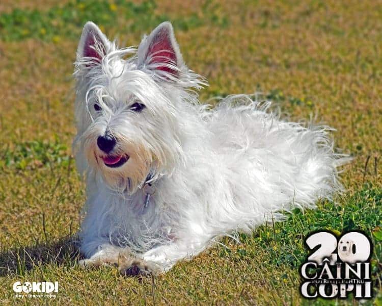West Highland White Terrier caini pentru familii cu copii