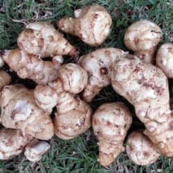 topinambur legume cu poze