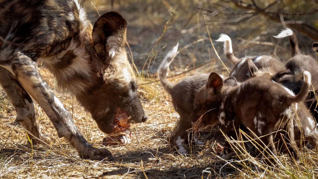 Nurturing the Next Generation - A Wild Dog's Sacrifice Adult African wild dog regurgitates food for its pups at the den site.