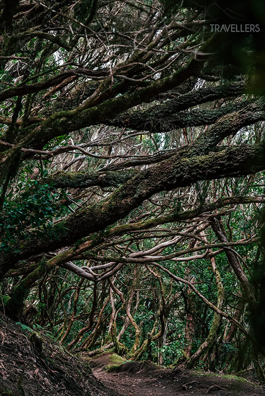 Der Lorbeerwald im Anaga-Gebirge