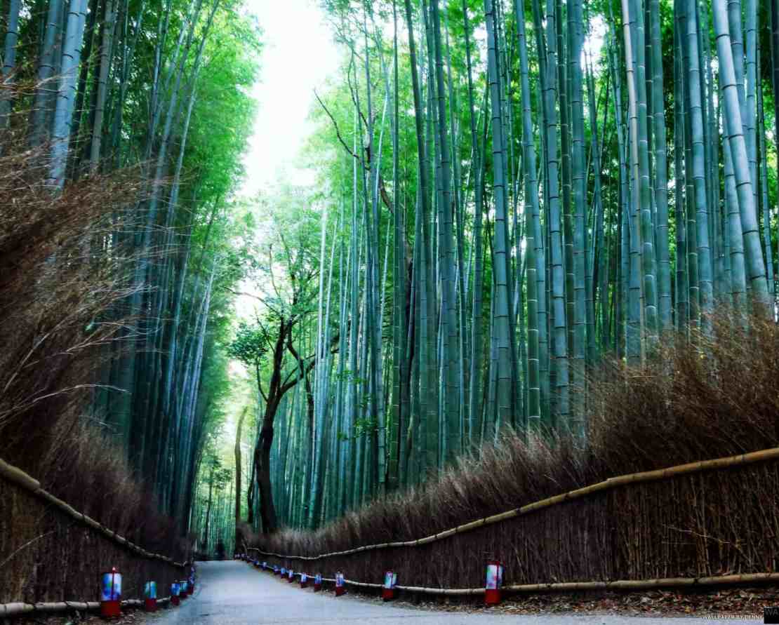 Arashiyama