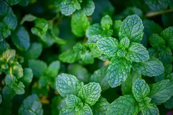 Recettes de grand-mère efficaces pour tuer les rats : comment se débarrasser de ces rongeurs ? Menthe poivrée, un répulsif à rats