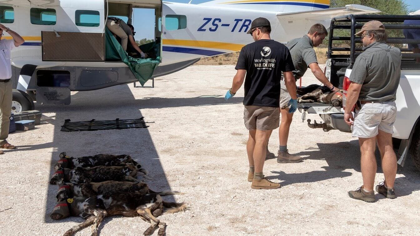 Painted dogs being loaded onto an aircraft for translocation