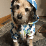 Penny, a dog from eden prairie, after training with go anywhere dog