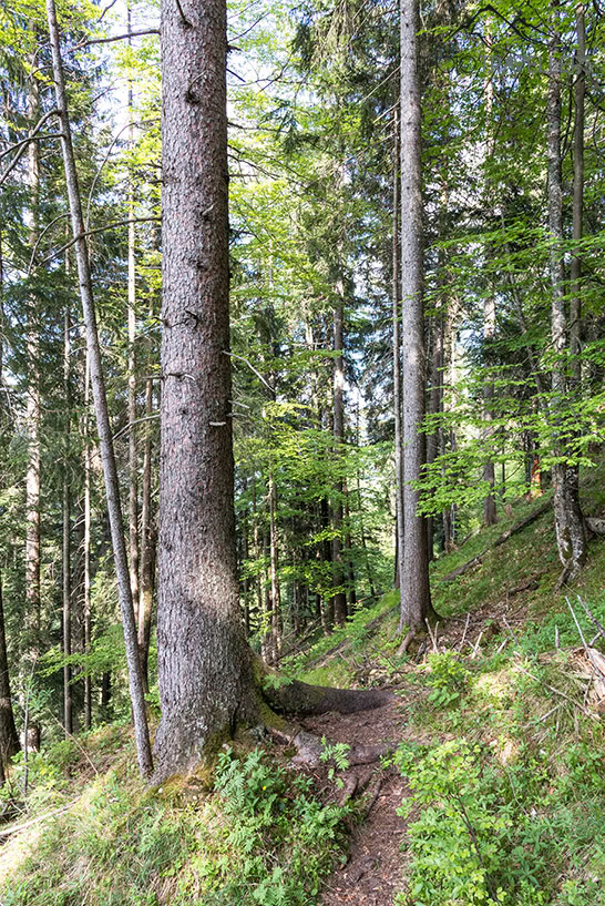 Schmaler Waldweg
