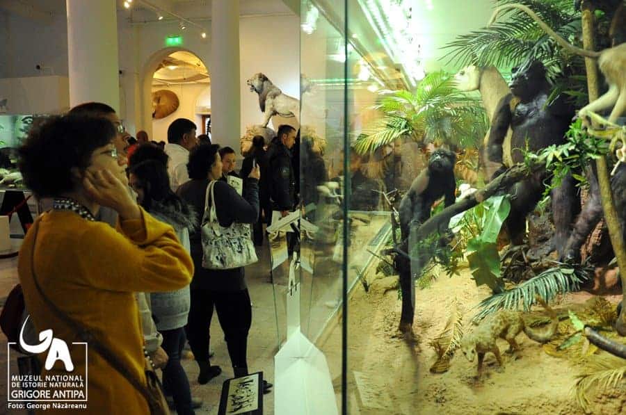 ce facem cu copilul in bucuresti vizita muzeul antipa