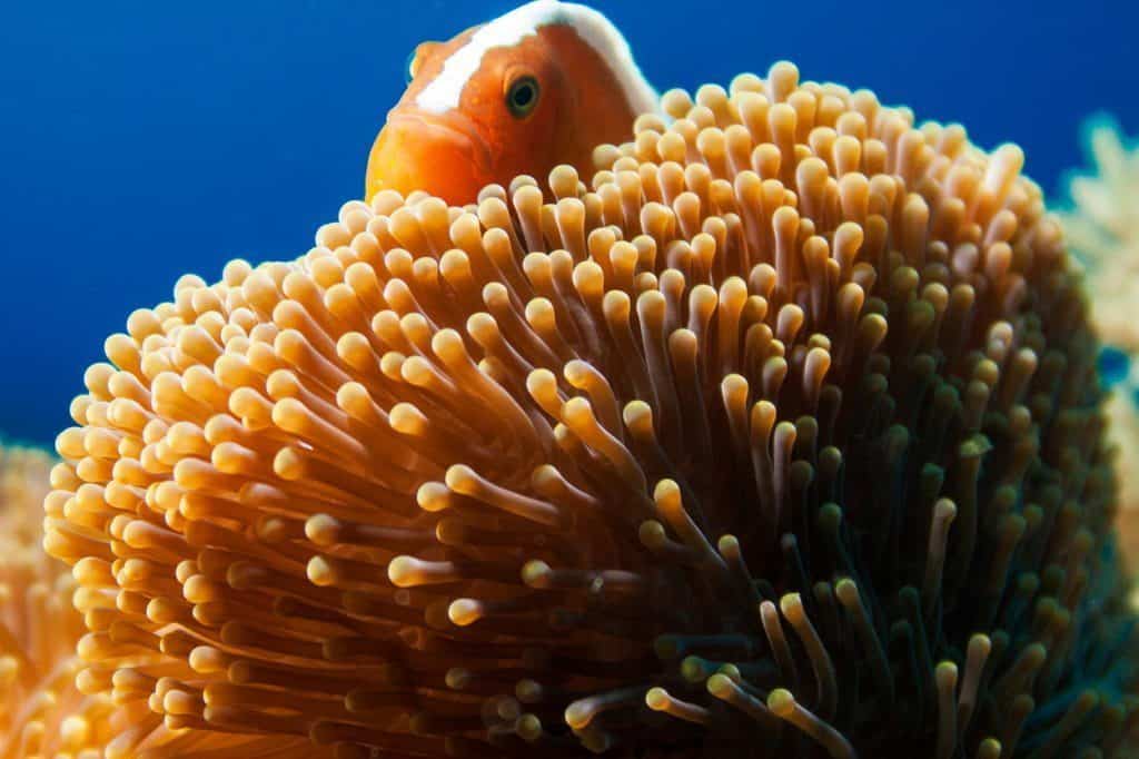 nurkowanie na filipinach