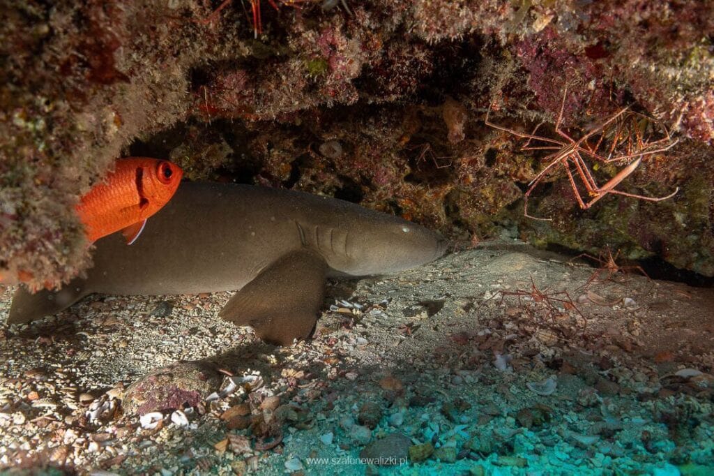 nurkowanie na cabo verde