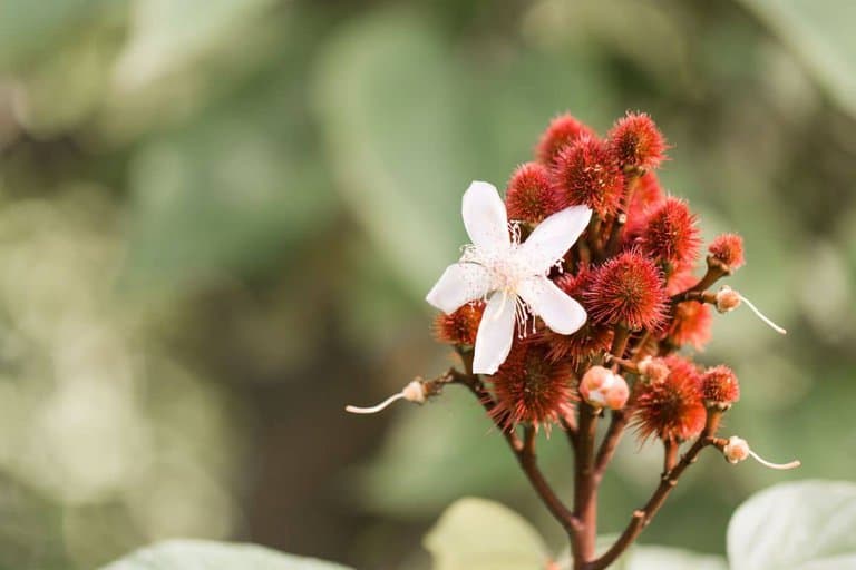 What Is Achiote?: Uses, History And More - Food Champs