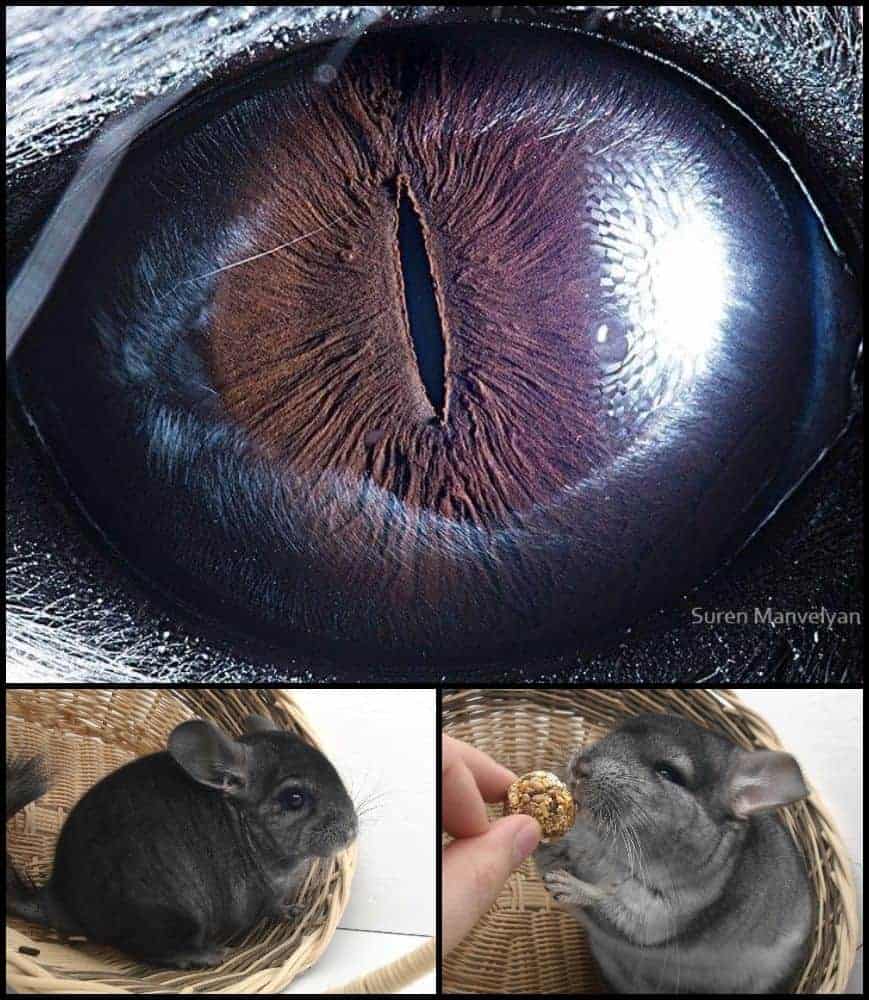 ochi de chinchilla gokid