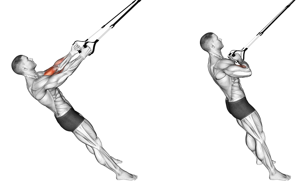 TRX Suspension Curl