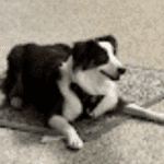 Mia, a Hopkins dog, after training for anxiety and fear with Go Anywhere Dog