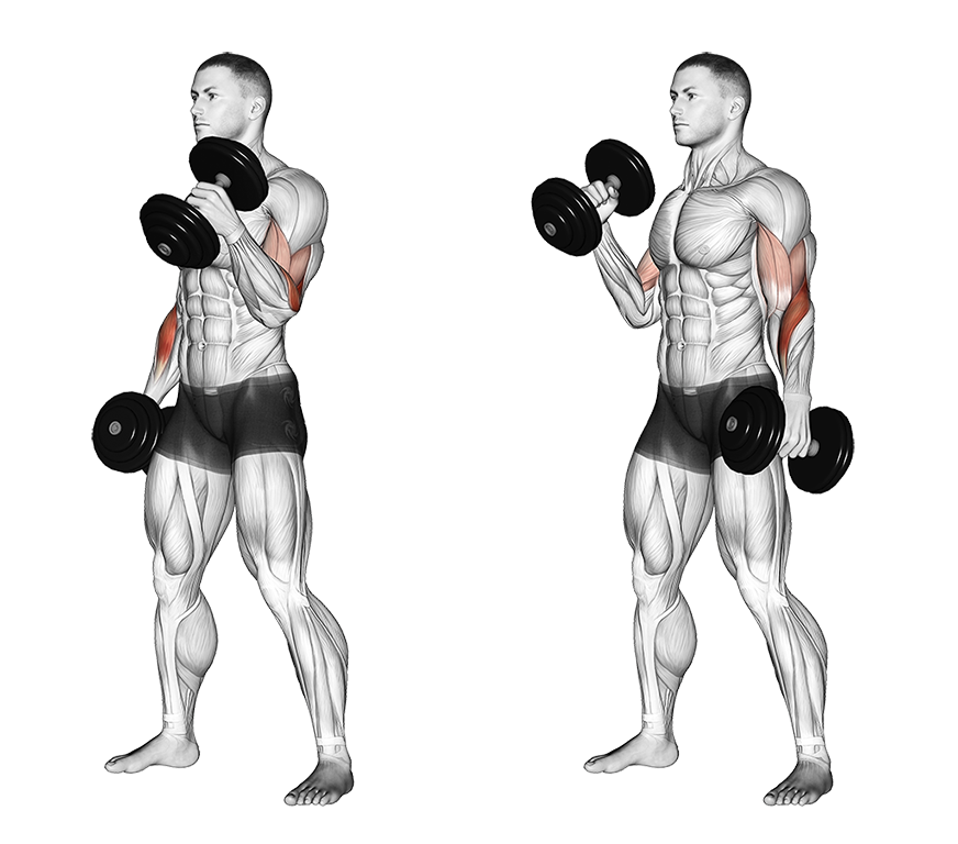 Dumbbell Hammer Curl
