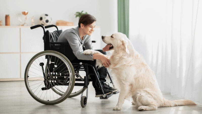 Therapy dog training at go anywhere dog in minneapolis, minnesota